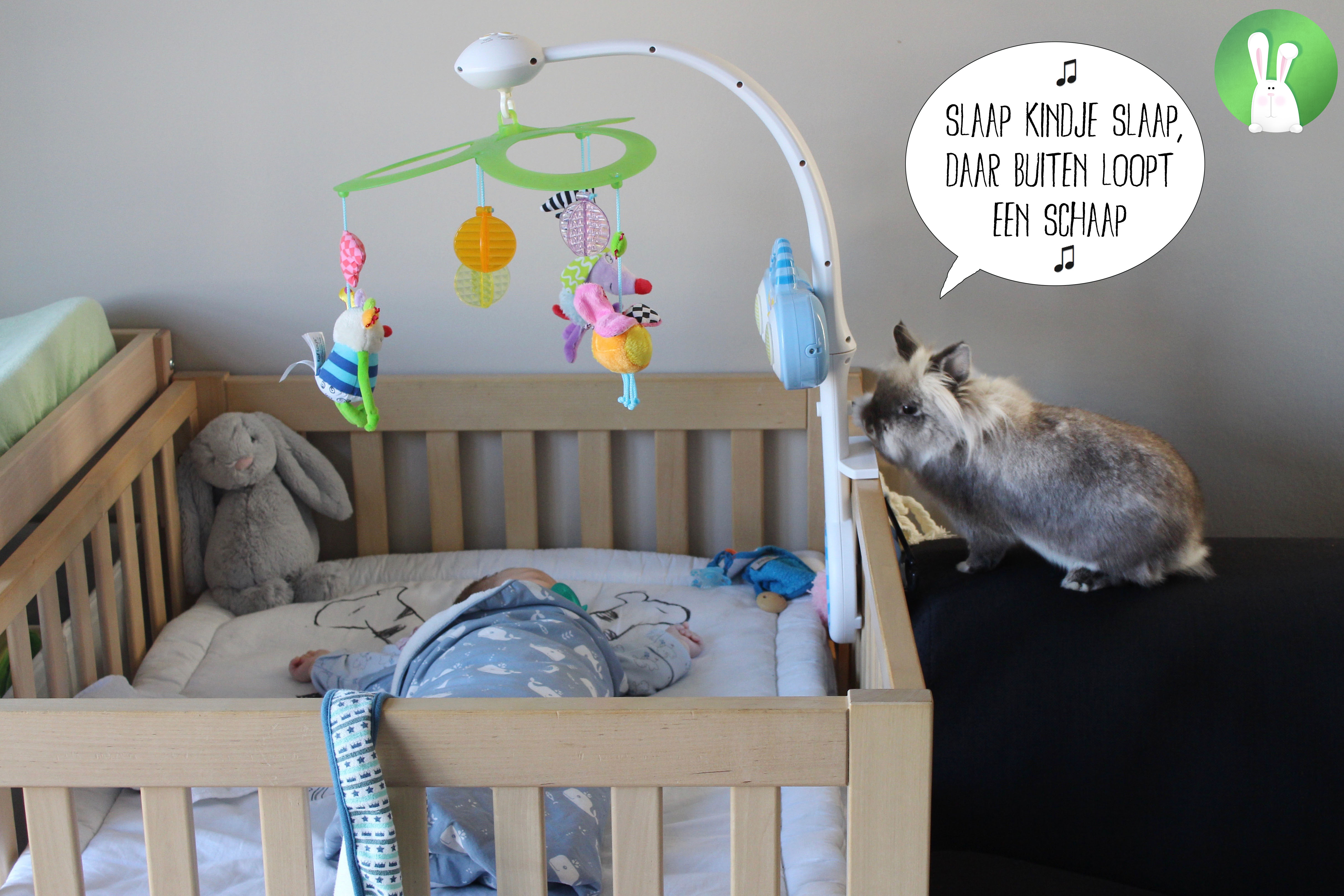 Hoe bereid je je konijnen voor op de komst van een baby? | Konijnenadviesbureau Hopster
