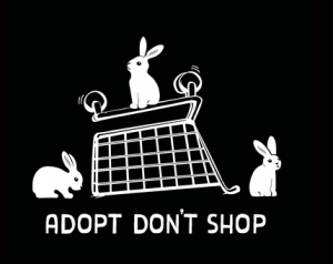 Adopt don't shop | Konijnenadviesbureau Hopster