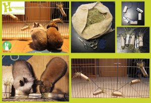 Hersenwerk voor konijnen | Hopster vzw