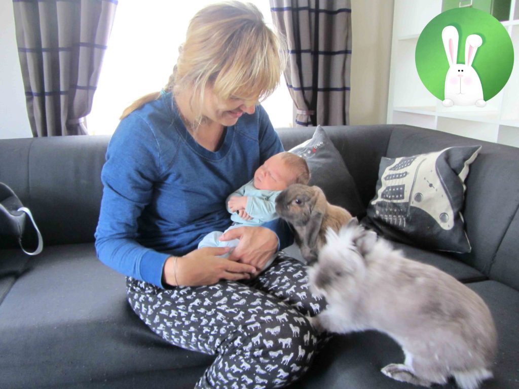 Hoe bereid je je konijnen voor op de komst van een baby?