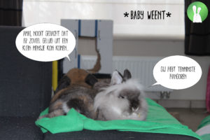 Hoe bereid je je konijnen voor op de komst van een baby? | Konijnenadviesbureau Hopster