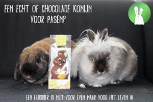 Een echt of chocolade konijn voor Pasen? | Konijnenadviesbureau Hopster