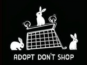Adopt don't shop | Hopster vzw