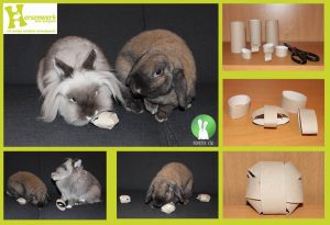 Hersenwerk voor konijnen | Konijnenadviesbureau Hopster