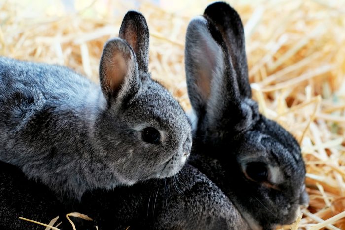 Waarom een konijn alleen houden tegen zijn natuur is | Hopster vzw