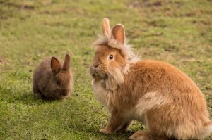 Koppel konijnen | Hopster vzw