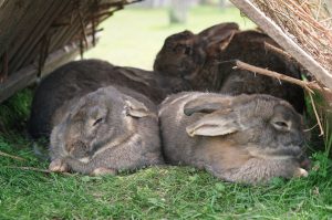 Groep konijnen | Hopster vzw