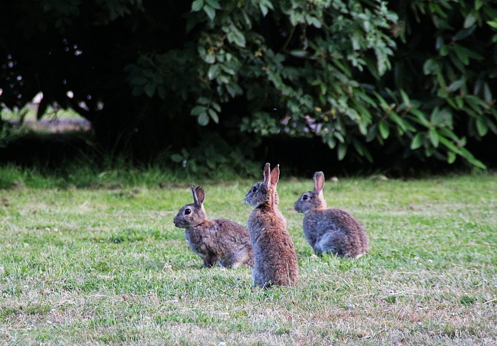 Groep wilde konijnen | Hopster vzw