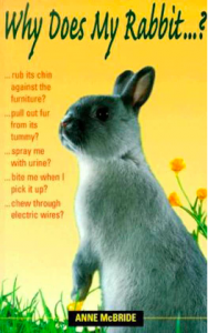 Why Does My Rabbit | Hopster vzw