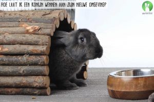 Hoe-laat-ik-een-konijn-wennen-aan-zijn-nieuwe-omgeving | Konijnenadviesbureau Hopster