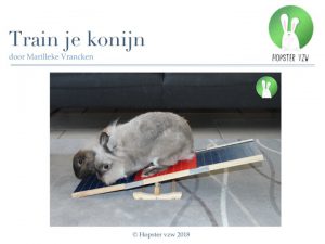 Train je konijn_2018 | Konijnenadviesbureau Hopster