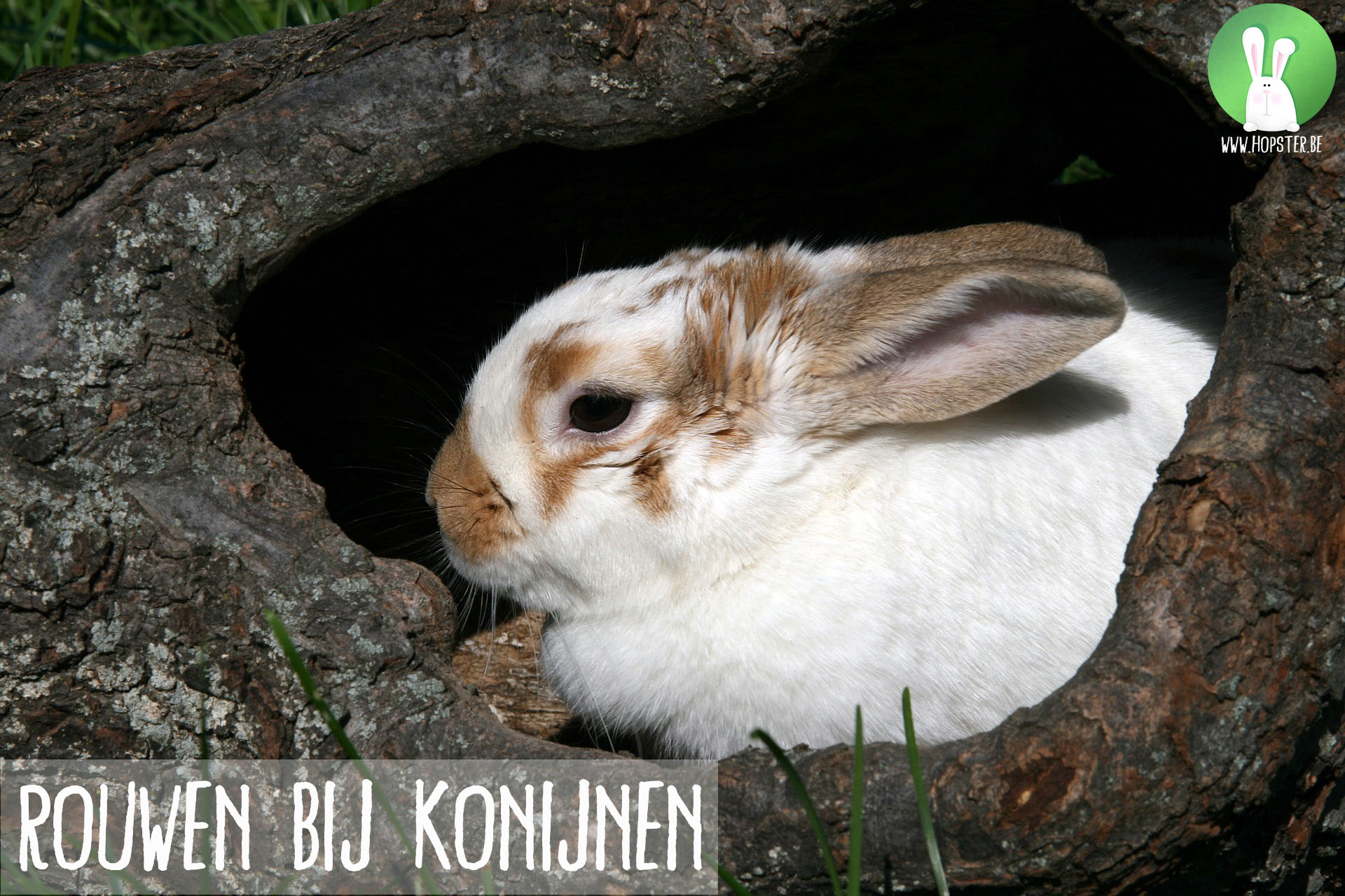 Rouwen bij konijnen | Konijnenadviesbureau Hopster