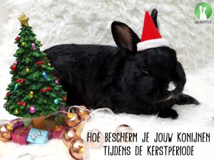 Hoe bescherm je jouw konijnen tijdens de kerstperiode | Konijnenadviesbureau Hopster