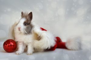 Hoe bescherm je jouw konijnen tijdens de feestdagen | Konijnenadviesbureau Hopster