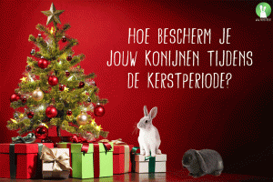 Hoe bescherm je jouw konijnen tijdens de kerstperiode? | Konijnenadviesbureau Hopster