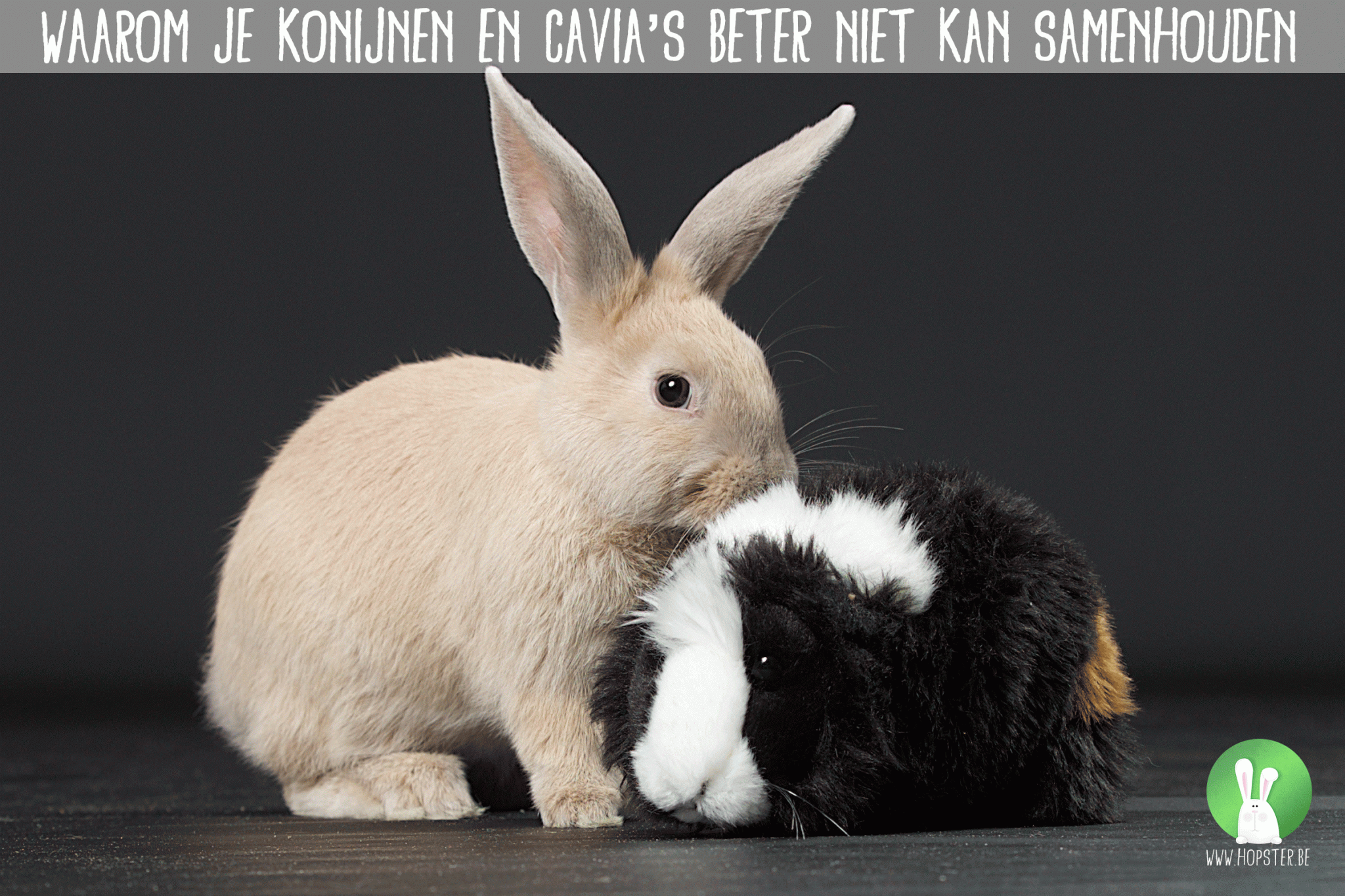 hervorming Bestaan Berg Waarom je konijnen en cavia's beter niet kan samenhouden |  Konijnenadviesbureau Hopster