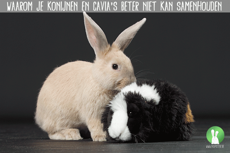 Waarom je konijnen en cavia's beter niet kan samenhouden | Konijnenadviesbureau Hopster