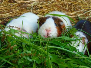 Waarom je konijnen en cavia's beter niet kan samenhouden | Konijnenadviesbureau Hopster