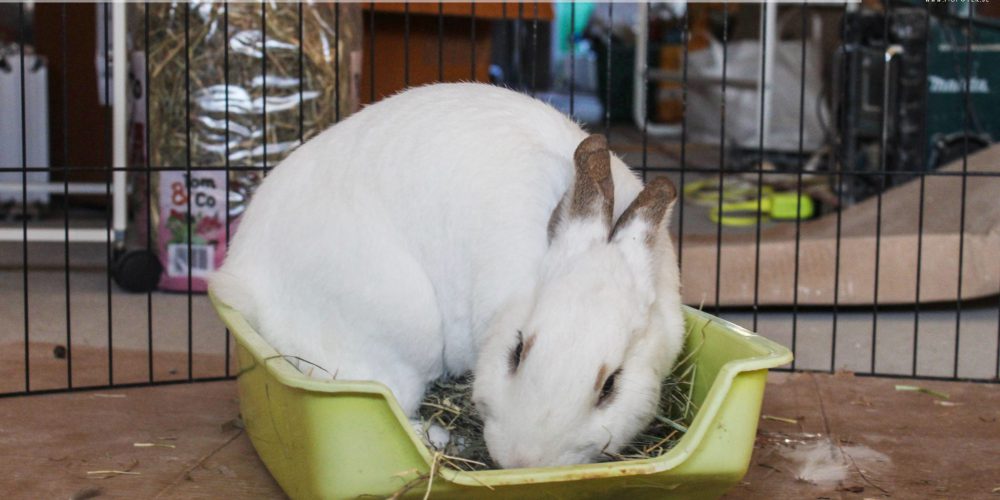 Toilet(bak)perikelen bij minder mobiele konijnen | Konijnenadviesbureau Hopster