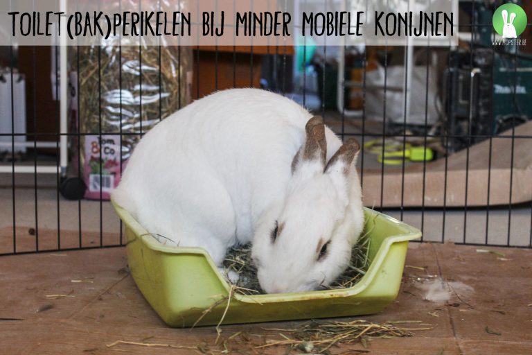 Toilet(bak)perikelen bij minder mobiele konijnen | Konijnenadviesbureau Hopster