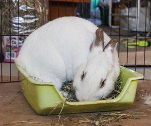 Toilet(bak)perikelen bij minder mobiele konijnen | Konijnenadviesbureau Hopster