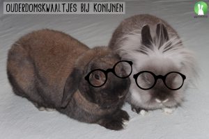Ouderdomskwaaltjes bij konijnen | Konijnenadviesbureau Hopster