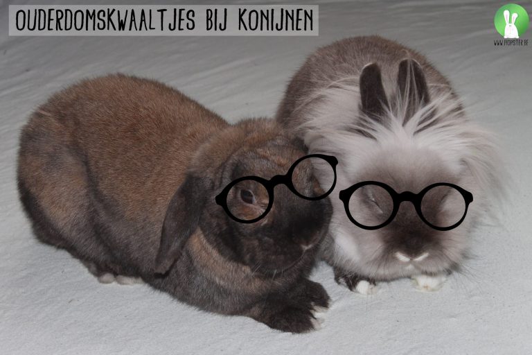 Ouderdomskwaaltjes bij konijnen | Konijnenadviesbureau Hopster