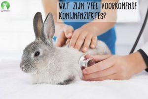 Wat zijn veel voorkomende konijnenziektes | Konijnenadviesbureau Hopster