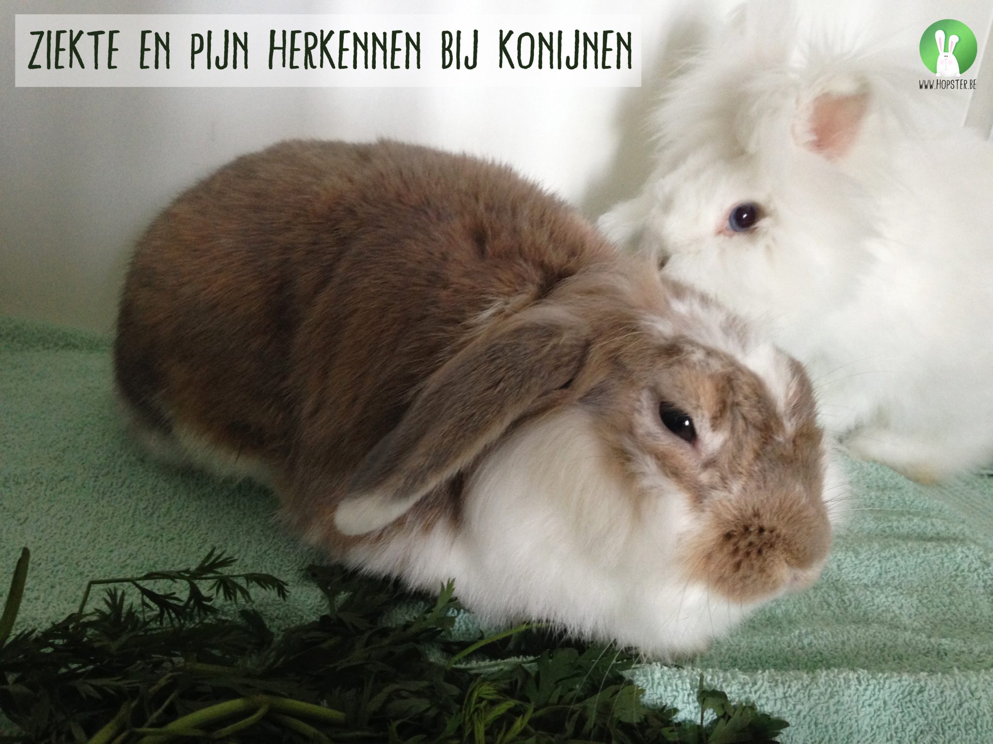 Ziekte en pijn herkennen bij konijnen | Konijnenadviesbureau Hopster