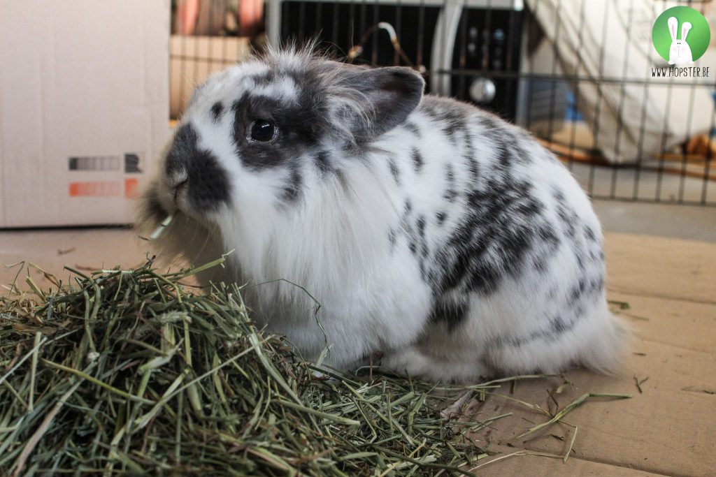 Pijn en ziekte herkennen bij konijnen | Konijnenadviesbureau Hopster