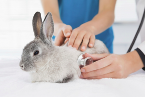 Pijn en ziekte herkennen bij konijnen | Konijnenadviesbureau Hopster