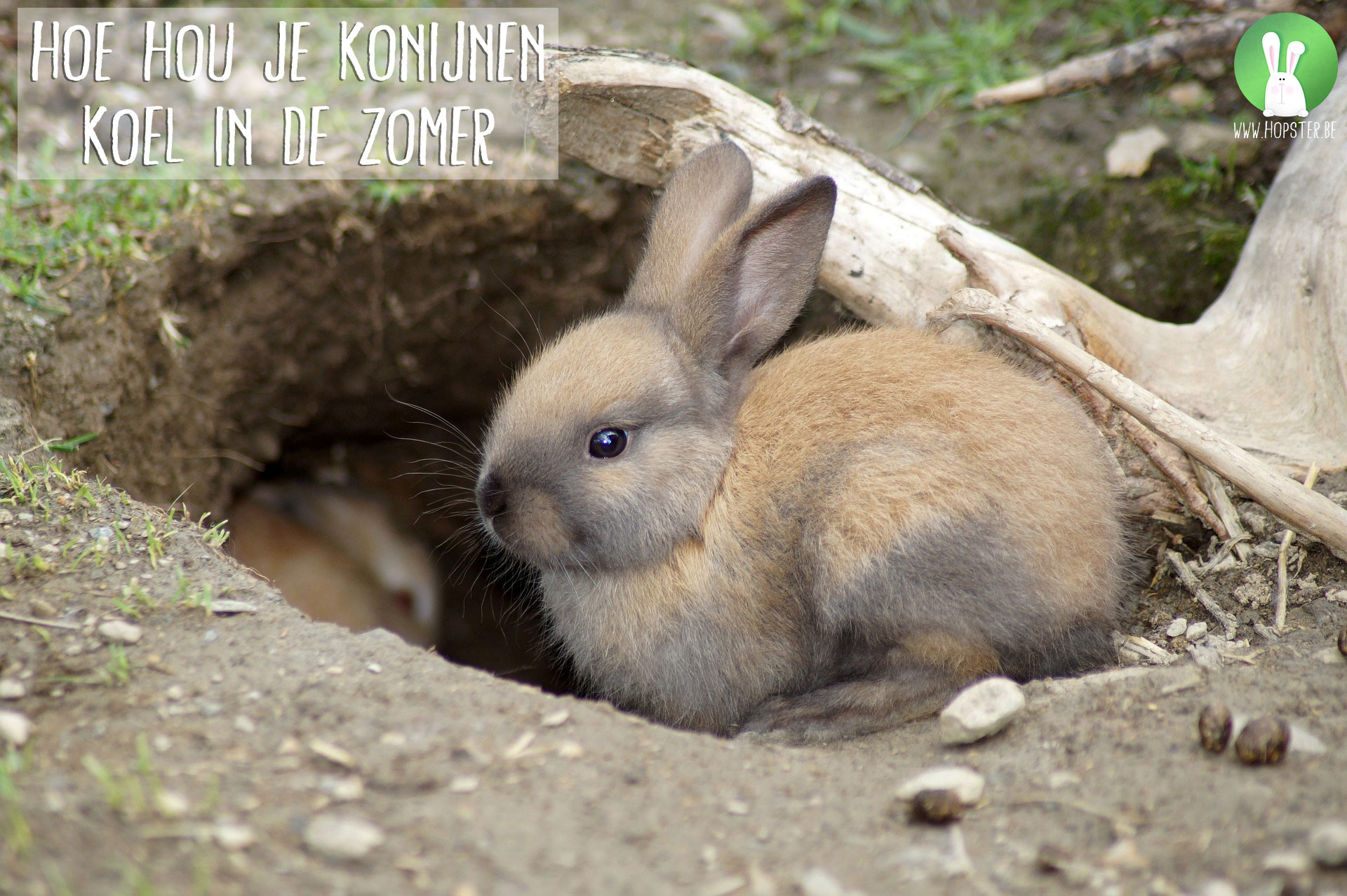 Willen Blozend Mauve Hoe hou je konijnen koel in de zomer | Konijnenadviesbureau Hopster