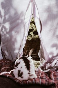 Hoe geef je jouw konijnen ook een leuke vakantie | Konijnenadviesbureau Hopster