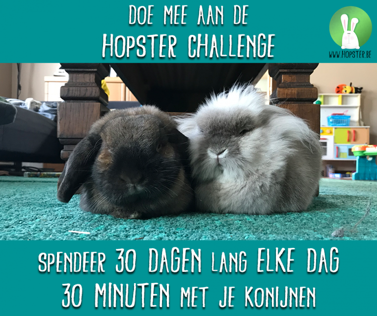 Hopster Challenge: Spendeer 30 dagen lang 30 minuten met jouw konijnen