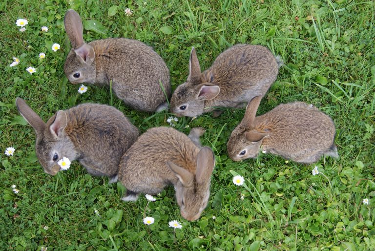 Lentekriebels bij konijnen | Konijnenadviesbureau Hopster