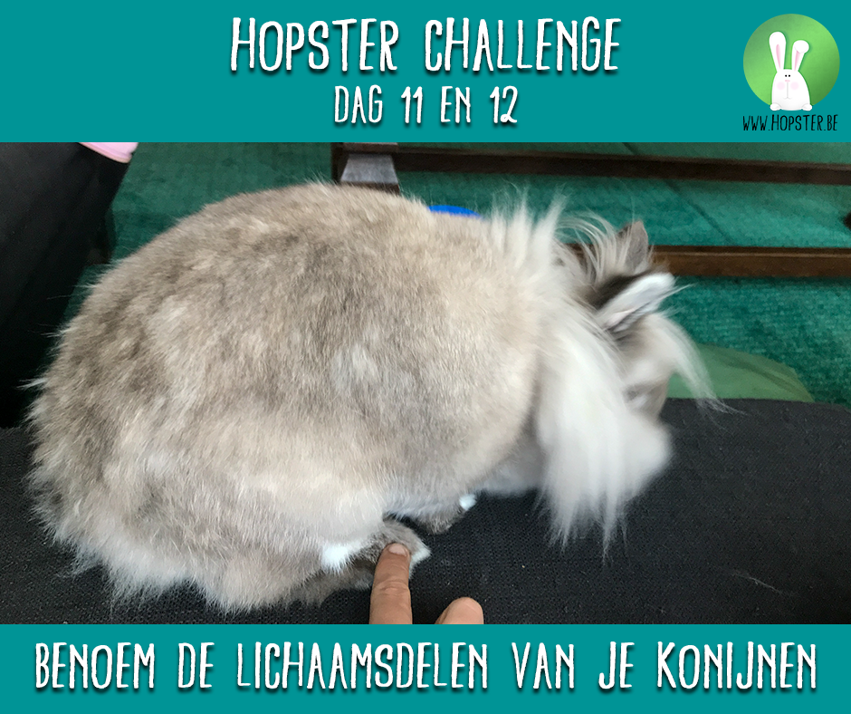 Hopster Challenge
